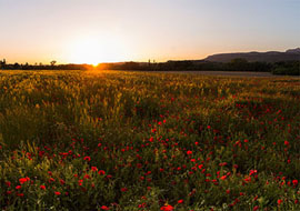 En Mai les champs de coquelicots dressent un nouveau décort