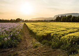 Beaucoup de sujets différents autour de la Sainte-Victoire: vignes, champs de coquelicots, champs de blé, champs de fleurs, ...