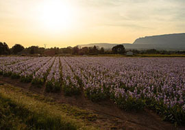 Beaucoup de sujets différents autour de la Sainte-Victoire: vignes, champs de coquelicots, champs de blé, champs de fleurs, ...